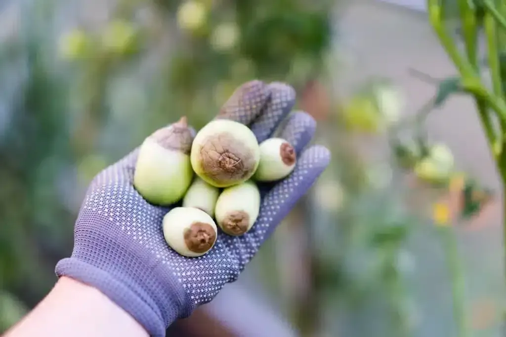 Malattie del pomodoro: come riconoscerle e affrontarle