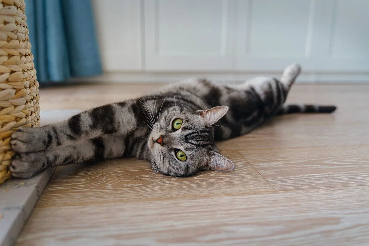 La memoria dei gatti: un viaggio nella mente felina