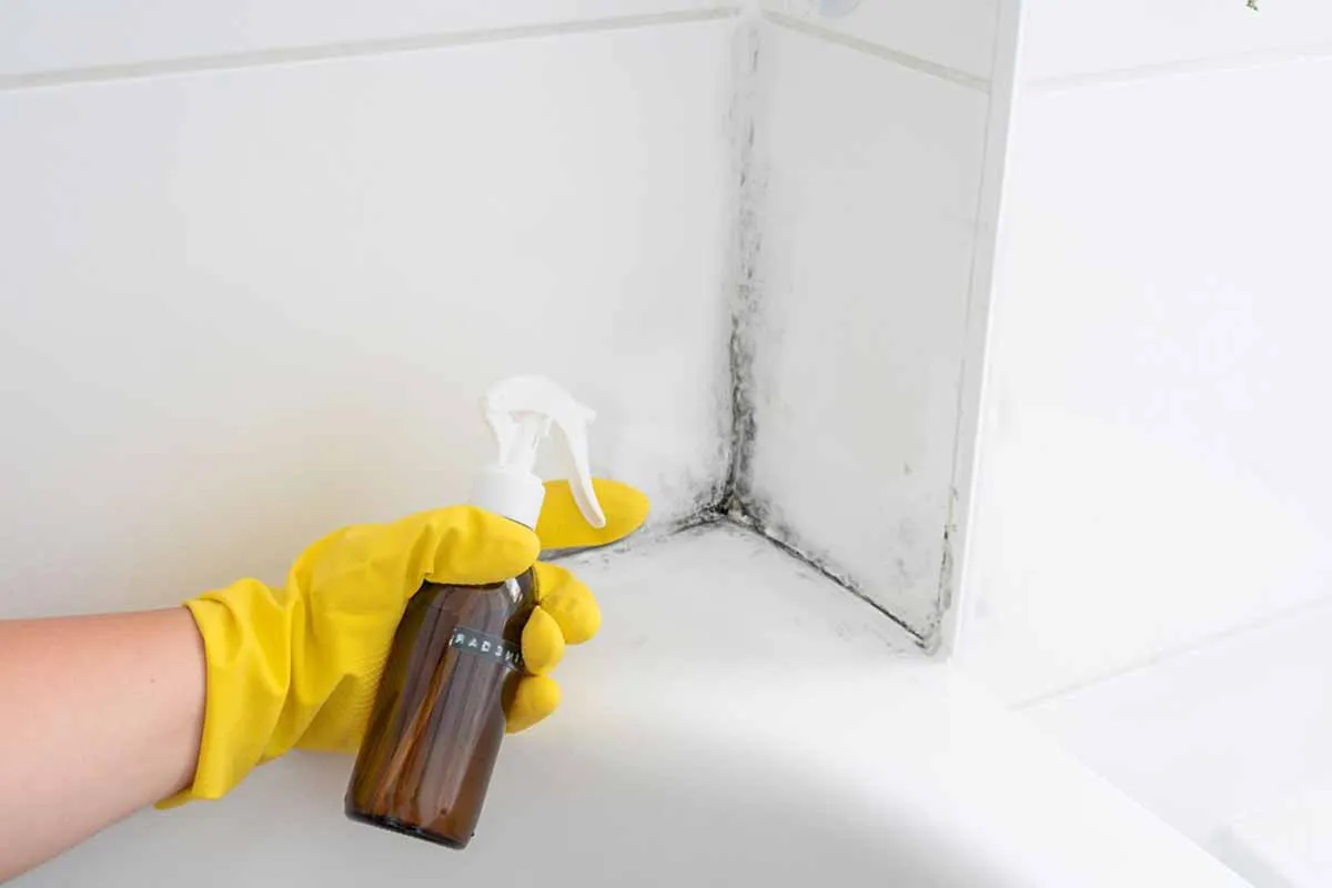 Come sconfiggere la muffa in doccia: guida completa e sicura