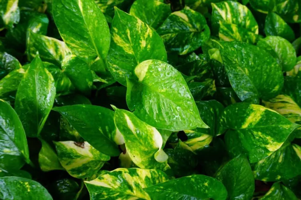 Il Fascino di Propagare le Piante da Interno